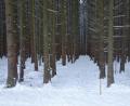 Bild: fjo
Auf Bitten der Staatsforstverwaltung als neuen Eigentümer nimmt die Marktgemeinde den Finsterholzweg aus dem kommunalen Straßenverzeichnis. Der Waldweg wird eingezogen.