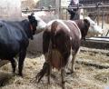 Bild: Hirsch
Beim Thema "Tierwohl" sind die Landwirte gefordert. Die Umstellung vom Anbinde- zum Laufstall verlangt von den Milchbauern hohe Investitionen.