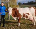 Archivbild: Rudolf Traxinger/exb
Die Kuh „Gusti“ (geboren: 4. November 2006) von Lukas Scharnagl junior aus Dippersreuth (Gemeinde Mähring) ist Landkreisbeste mit der höchsten Lebensleistung im Jahr 2020.