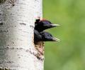 Bild: Günter Klein/exb
Junge Schwarzspechte: Naturfotos wie dieses zeigt die LBV-Kreisgruppe bei einer Online-Veranstaltung, in der auch die Arbeit im schwierigen vergangenen Jahr vorgestellt wird.