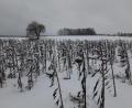 Bild: Josef Wittmann/exb
"Der Winter bietet viele schöne Bilder und Geheimnisse", schreibt Josef Wittmann und schickt der Amberger Zeitung dieses Foto, aufgenommen am Dorfrand von Krickelsdorf. Die Vögel hätten ihre Freude an diesen Sonnenblumen als Winterfutter, erklärt Wittmann, und sendet dazu folgende Zeilen: 
"Da stehen sie im Wind und Sturm,
standhaft wie ein Turm. 
Neigen ihren Kopf uns zu,
der Blick ganz starr und voller Ruh.
Gehüllt in einen Mantel aus Schnee und Eis,
geheimnisvoll und ganz in Weiß.
Gebeugt, gereift und in Würde ergraut,
geben von sich keinen Laut.
Umweht von kalter Luft,
abgestorben, aber voller Frucht!"