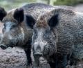 Bild: Jens Büttner/dpa
Bei Wildschweinen in Belgien ist das Schweinepest-Virus nachgewiesen worden.