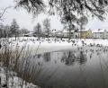 Bild: Petra Hartl
Zurzeit tummeln sich am Auerbacher Großen Stadtweiher vor allem Enten. Aber in einigen Jahren könnte er zum Herzstück einer Landesgartenschau umgestaltet sein.