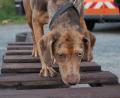 Bild: Clara Hutzler/exb
Immer einsatzbereit: Die Rettungshundestaffel der Feuerwehr Schwarzhofen trainiert außerhalb der Coronapandemie zwei Mal pro Woche. Auf dem Bild ist ein Hund beim Gerätetraining auf dem Hundeübungsplatz zu sehen.