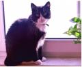 Bild: fuw
Kater Felix überlegt, was er als nächstes vor hat: Hühnchen oder doch lieber ein bisschen dösen?