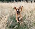 Symbolbild: Robert Günther
Ein Hund tollt durch ein Feld. Auf der B22 bei Oberviechtach hat ein freilaufender Vierbeiner einen Unfall ausgelöst.