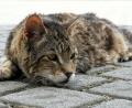 Archivbild: Petra Hartl
Wilde Katzen sind seit Jahren auch im Landkreis Neustadt/WN ein Problem. Deshalb beantragt die JU-Kreistagsfraktion die Schaffung eines Budgets zur Kastration /Sterilisation der Tiere.