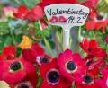 Bild: Patrick Pleul
Blumenläden dürfen am kommenden Sonntagmorgen Blumen verkaufen, wenn auch nur zur Abholung im sogenannten „Click&Collect“ und ohne vorherige Besichtigung im Geschäft.