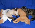 Bild: hcz
Simbi, Belli, Fauchi und Felix.