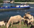 Archivbild: Bayernhafen/Severin Eggerdinger
Schafe und Ziegen beweiden Grasflächen im Hafengebiet, die für technische Geräte schwer zugänglich sind. Wo die Tiere grasen, wird die Artenvielfalt größer