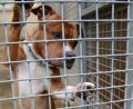 Bild: Petra Hartl
Die Corona-Pandemie lässt die Nachfrage nach Hunden und Tieren steigen. Doch die Tierheime in der Oberpfalz schauen genau hin, um für die Tiere ein sicheres zuhause zu finden, das ihnen auch nach Lockdown und Homeoffice erhalten bleibt.