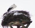 Bild: Mardanow
In Altendorf hat sich der Storch eingefunden.