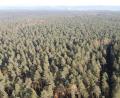 Bild: Gustl Beer
Die Bürger haben entschieden: Der Wald im Weidener Westen wird nicht großflächig ausgedünnt.