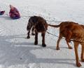 Bild: soj
Deutsch Langhaar Basko und Bloodhound Willi geben sich Mühe: Den beiden Kraftpaketen macht es sichtlich Spaß, die Schlitten von Lisa und Sarah durch die weiße Winterlandschaft zu ziehen.