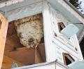 Bild: gf
Hornissen haben sich im Taubenhaus von Willi Graf aus Karmensölden eingenistet.