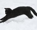 Symbolbild: Patrick Pleul/dpa
So wie dieses Tier soll der in Döllnitz (Leuchtenberg) verschwundene Kater aussehen: schwarzes Fell mit weißen Zehen an den Hinterpfoten.