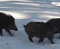 Bild: gis
Musik im Wildpark: Die Wildschweine lieben Hardrock.