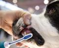 Bild: Daniel Naupold/dpa
„Einfach in aller Ruhe die Lippe heben, mit dem Finger erstmal die Tierzahnpasta auf die Zähne reiben und dann auch gleich mit der Zahnbürste beginnen, in kreisenden Bewegungen, den Belag abbürsten“, erklärt Tierärztin Yvonne Federl.