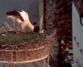 Bild: Webcam Stadt Weiden
Am Donnerstag, 18. Februar, erwacht der Storch das erste Mal in diesem Jahr wieder im Horst auf dem Alten Schulhaus in Weiden.