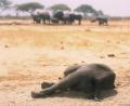 Bild: dpa/AP
Dürrekatastrophen betreffen nicht nur die Tierwelt, wie hier im Hwange-Nationalpark in Simbabwe. Der Klimawandel verstärkt solche Phänomene.