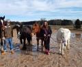 Bild: Lowak
Steffi Mandry und Mario Riedel mit ihren Pferden Bounty, Sunshine, Josie und Sunny.