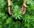 Symbolbild: dpa
Cannabis-Pflanzen, aus denen auch Marihuana hergestellt werden, sind in einer Plantage zu sehen. Am Freitag begann in Weiden ein Prozess gegen einen 35-jährigen Mann, der die Lieferung großer Mengen Drogen nach Deutschland organisiert haben soll.