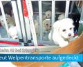 Bild: Polizei Mittelfranken
Bei Kontrollen auf der Autobahn 3 Richtung Würzburg konnte die Polizei 14 Hundewelpen und einen ausgewachsenen Hund sicherstellen. Alle Tiere waren ohne Dokumente unterwegs.