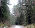 Bild: Gabi Schönberger
Die Stadt Weiden sucht neue Gewerbeflächen. Dieser Wald im Weidener-Westen scheidet zumindest dafür aus.