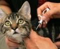 Bild: Ingo Wagner/dpa
Katzen und Hunde werden häufig mit einem Mikrochip gekennzeichnet. Auf ihm ist ein Code gespeichert, der Rückschlüsse auf den Besitzer und die Registrierung des Tieres zulässt.
