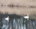Bild: gz
Die beiden Schwäne werden im Atzmannsee von ihrem eigenen Spiegelbild begleitet.