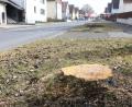 Bild: Gabi Schönberger
In der Gramaustraße haben Bauhofmitarbeiter einige Bäume abgesägt. Dass sorgt im Stadtrat für Diskussionen.