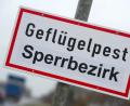 Symbolbild: Stefan Sauer/dpa
Die Fälle von Geflügelpest im Landkreis Tirschenreuth haben auch Auswirkungen auf den Landkreis Neustadt. Besonders zwischen Trabitz und Schwarzenbach.