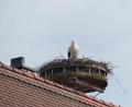 Bild: hme
Stolz präsentiert sich der Storch in Luhe im Nest und blickt über den Marktplatz.