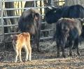 Bild: Rudi Weber/exb
Ein vor wenigen Tagen geborenes Kalb, das noch keine Ohrmarke trägt, am Samstag zusammen mit der Herde am Fang- und Futterstand bei der früheren Pfannmühle. Das Jahr über finden die Tiere genügend zum Fressen, im Winter und jetzt im zeitigen Frühjahr werden sie zusätzlich mit Heu gefüttert. „Die Tiere sind ganz wild auf Brennnessel, die hier reichlich wachsen“, sagt Wolfgang Wiesent.