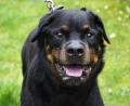 Archivbild: Petra Hartl
Ein Rottweiler ist als Kampfhund der Kategorie 2 eingestuft. Und auch über seine Größe fällt er für gewöhnlich unter die Hundehaltungsverordnung der Stadt Auerbach und ihren Leinenzwang auf öffentlichen Flächen.