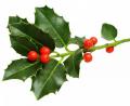 Bild: ©artmim - stock.adobe.com
Stechpalme mit Beeren