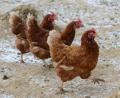 Bild: Petra Hartl
Die Vogelgrippe kommt näher. In Weiden muss Geflügel ab sofort in den Ställen bleiben.