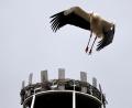 Bild: Hans Lenk/exb
Große Freude bei den Storchenfreunden in Friedenfels: Am Sonntag landete ein Storch auf dem Horst des Brauereikamins.