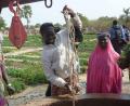 Bild: Regionalgruppe der Mali-Hilfe
Obwohl es nicht immer leicht ist, in Mali zu helfen, hat die Regionalgruppe der Mali-Hilfe 2020 unter anderen zwei neue Gemüsegärten mit errichtet.