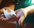 Bild: Sonja Dölfel/LBV/dpa
Tierische Rarität: Naturschützer haben einen komplett weißen Mauersegler in Mittelfranken entdeckt.
