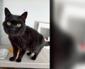 Bild: Cats Protection/PA Media/dpa
Kater Jess ist fast 14 Jahre nach seinem Verschwinden wieder mit seinem ursprünglichen Haltern vereint worden. Foto: