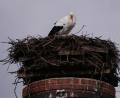 Bild: gis
Storch Rudi ist auf dem Schlot der alten Ziegelhütt'n in Mehlmeisel zurückgekehrt. Dort wartet er noch auf seine "alte Liebe" Uschi.