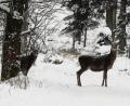 Bild: Christoph Richter/dpa
Rehwild hat es im Winter nicht leicht. Hinzu kommen jetzt auch noch einige Fälle im Landkreis Tirschenreuth, in denen Hunde Jagd auf das Wild machten.