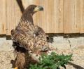 Bild: Baer/exb
Der junge Seeadler, der Anfang September bei Schwarzenbach bei Bärnau gefunden wurde, litt am sogenannten Pinching-Off-Syndrom. Weil die Krankheit einen schweren Verlauf nahm, musste der Vogel eingeschläfert werden.