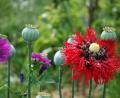 Bild: Portner
Mohn zieht das Auge und die Insekten an.