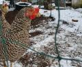 Bild: kaz
Amrock-Henne Henriette sucht im verschneiten Auslauf nach Futter. Wird eine Stallpflicht verordnet, muss sie den Tag im Stall oder einer Voliere verbringen.