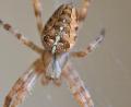 Symbolbild: Thomas Sporrer
Die Gartenkreuzspinne (Araneus diadematus) ist ein nützliches Tierchen, war immerhin 2010 schon mal die „Spinne des Jahres“.