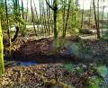 Bild: jml
Selbst bei Sonnenlicht schweben manchmal am Hainbach „Nebelgeister“ über dem Wasser.
