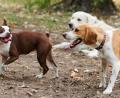 Symbolbild: Annette Riedl/dpa
Drei Hunde spielen auf der Hundewiese im Volkspark Friedrichshain miteinander. In Weiden wurde während des Spiels zweier Hunde eine Frau verletzt.