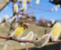 Bild: hzi
Prompt mit dem ersten warmen Tag suchen die Bienen die blühenden Weidenkätzchen zur Nahrungsaufnahme auf.
